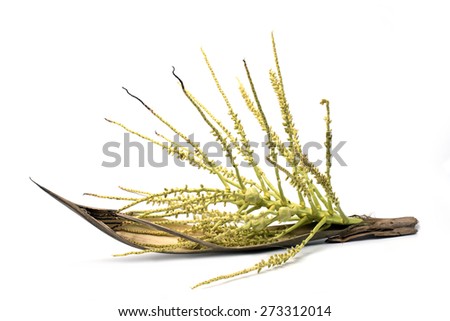 Flower of coconut tree isolated on white background, Spadix