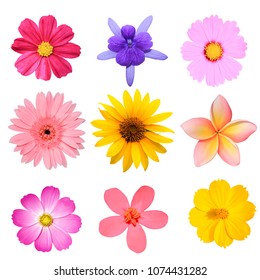 flower collection isolated on white background.  Cosmos, Sunflower, Sandpaper vine, Gerbera, Plumeria . - Shutterstock ID 1074431282