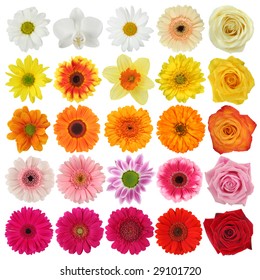 Flower Collection Isolated On White Background