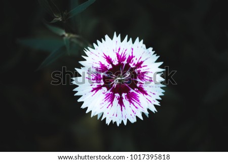 Similar – Foto Bild Nahaufnahme einer Blüte mit weißen und rosa Blütenblättern von Helipterum roseum