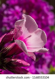 flower, colours, garden, sun, sky, beauty, light, petal, plant - Shutterstock ID 1168553104