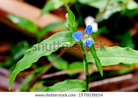 flower commelina - commelina benghalensis. these plants reproduce asexually during the summer