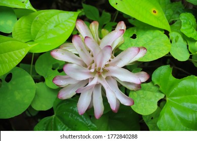 Flower Of Common Turmeric Indian Saffron 