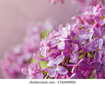 Flower composition. Branches of blooming lilacs are lit by the sun. A closeup view.