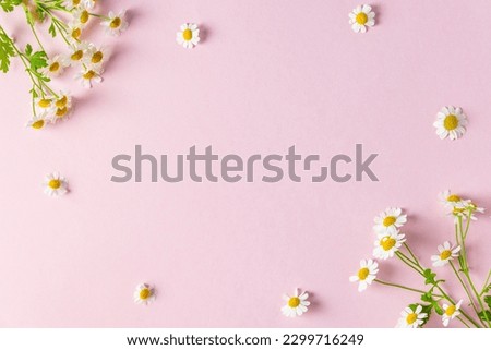 Flower composition. Frame made of white chamomile flowers on pink background. Flat lay. Wedding, Mothers day concept