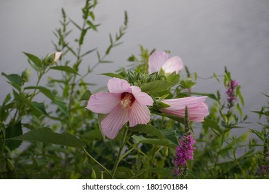 Flower At Cooper River Park New Jersey