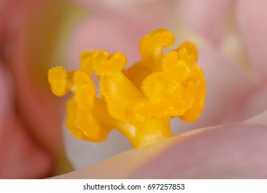 Flower core