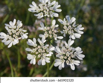 Flower Coriander