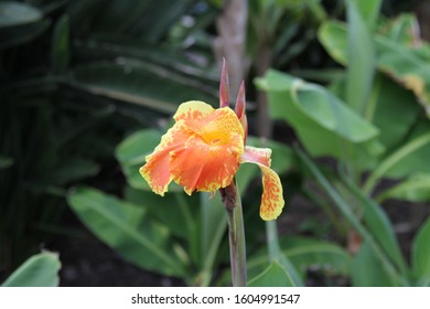 Flower At Coronado Springs In Florida