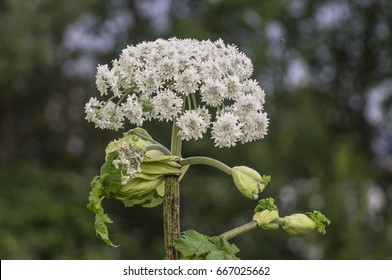 The Flower Of Cow Parsnip.