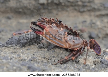 A flower crab is looking for prey among the coral at low tide. This marine animal has the scientific name Portunus pelagicus.