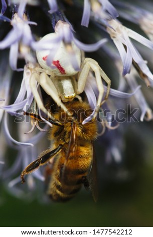 A flower crab spider (misumena vatia) has caught a western honey bee (apis mellifera) in a thistle blossom.