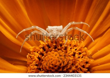 The flower crab spider (Misumena vatia) in orange petals. Macro photography of tiny insect hunting inside of gerbera and being in aggressive protection pose. Wildlife in European garden.