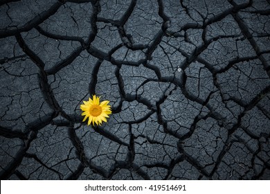 Flower Cracked Ground