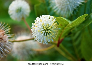 Flower At Craighead Forest Park