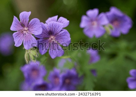 Flower, cranesbill and bloom in outdoors for nature, horticulture and conservation of meadow. Plants, calm and growth in sustainability of countryside, ecosystem and botany for environment on travel