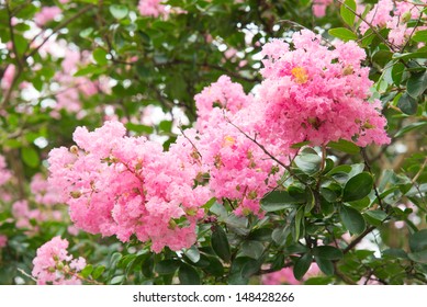 Flower Of Crape Myrtle