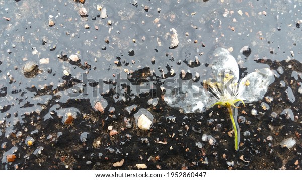 Flower crushed on wet\
pavement