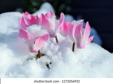 Flower Of Cyclamen,snow Garden.