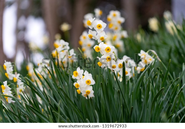 Flower Daffodil Narcissus Tazetta Var Chinensis Stock Photo Edit Now 1319672933