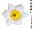 daffodils white garden