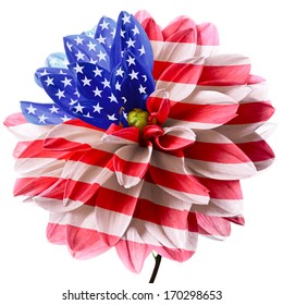 Flower of dahlia as flag of USA. Isolated on a white