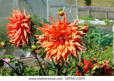 Flower of Dahlia varieties Colour Spectable blooms in the summer garden against the background of the greenhouse.
