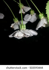 Flower in dark