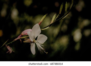 Flower in the Dark 