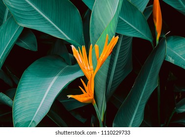 Flower with dark green leaf in tropical jungle nature background - Shutterstock ID 1110229733