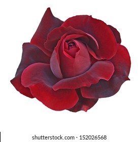 Flower Of  Dark Red Rose Isolated On White