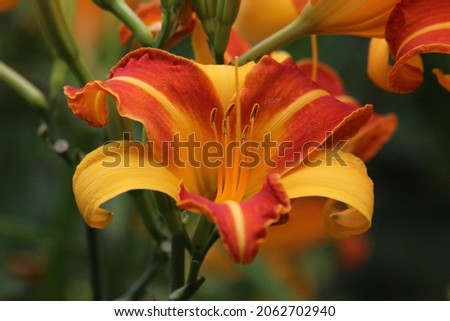 The flower is a daylily Frans Hals yellow-orange shade. Stamens and pistil in flowers of daylily Frans Hals. Hemerocallis Frans Hals
