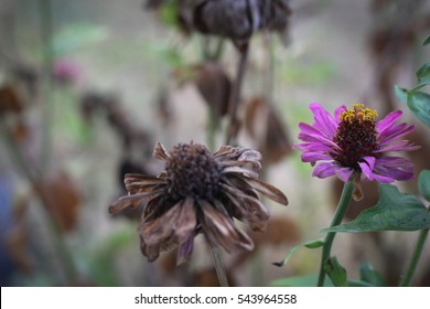 Flower and Dead Flower