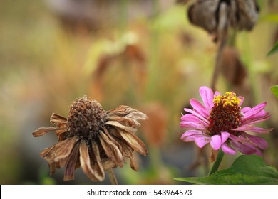 Flower and Dead Flower