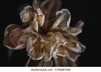 Flower Decaying. Dead Flower In Autumn Withering Isolated On Black. Bloom At The End Of Season