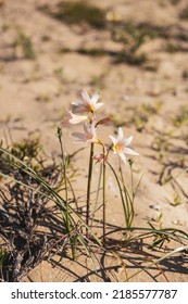 Flower Of Desert Bloom In Chile