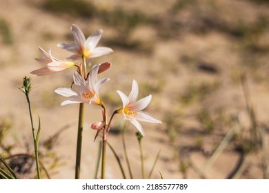 Flower Of Desert Bloom In Chile