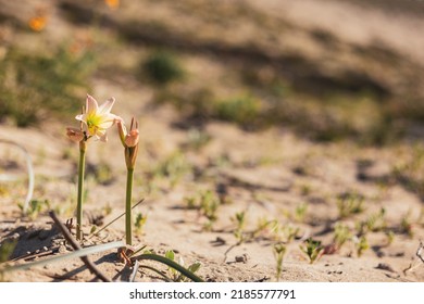 Flower Of Desert Bloom In Chile