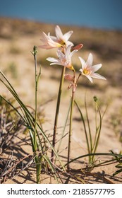 Flower Of Desert Bloom In Chile