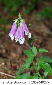 Flower Detail Hairy Beard-tongue (Penstemon Hirsutus).