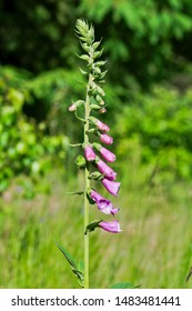 Flower Detail Hairy Beard-tongue (Penstemon Hirsutus).