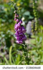 Flower Detail Hairy Beard-tongue (Penstemon Hirsutus).