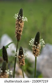 flower detail of narrow-leaved plantain