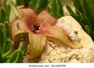 Flower Detail Of Stapelia Gigantea,  Zulu Giant, Carrion Plant, Toad Plant With Green Flies Laying Eggs At Its Center.