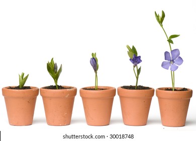 Flower development - Powered by Shutterstock