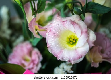 Flower with dew