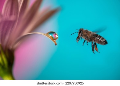 flower with dew dop and bee - beautiful macro photography - Powered by Shutterstock