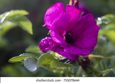 flower with dew drops  with selective focus