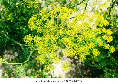 Flower Dill In Garden