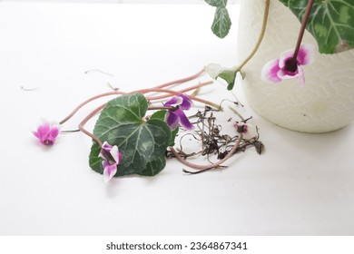 flower diseases and green leaves - Shutterstock ID 2364867341